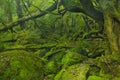 Lush rainforest on Yakushima Island, Japan